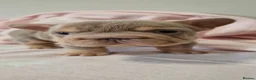 French Bulldog dogs for sale: FRENCH BULLDOGS  - Advert 7