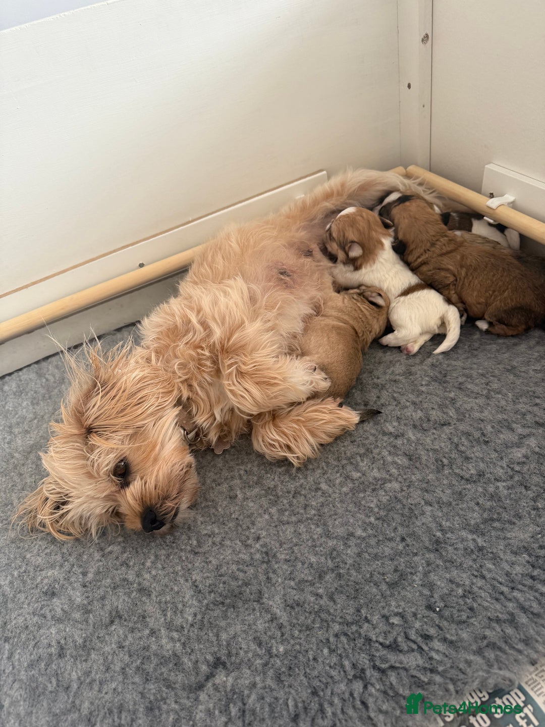 Mixed Breed dogs for sale: Absolutely gorgeous lhatese puppies - Advert 32