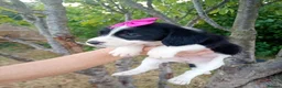 Bordoodle dogs for sale: Bordoodle in Sevenoaks - Advert 5