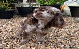 Toy Poodle dogs for stud: STUNNING Health Tested Toy Poodle for STUD - Image 22
