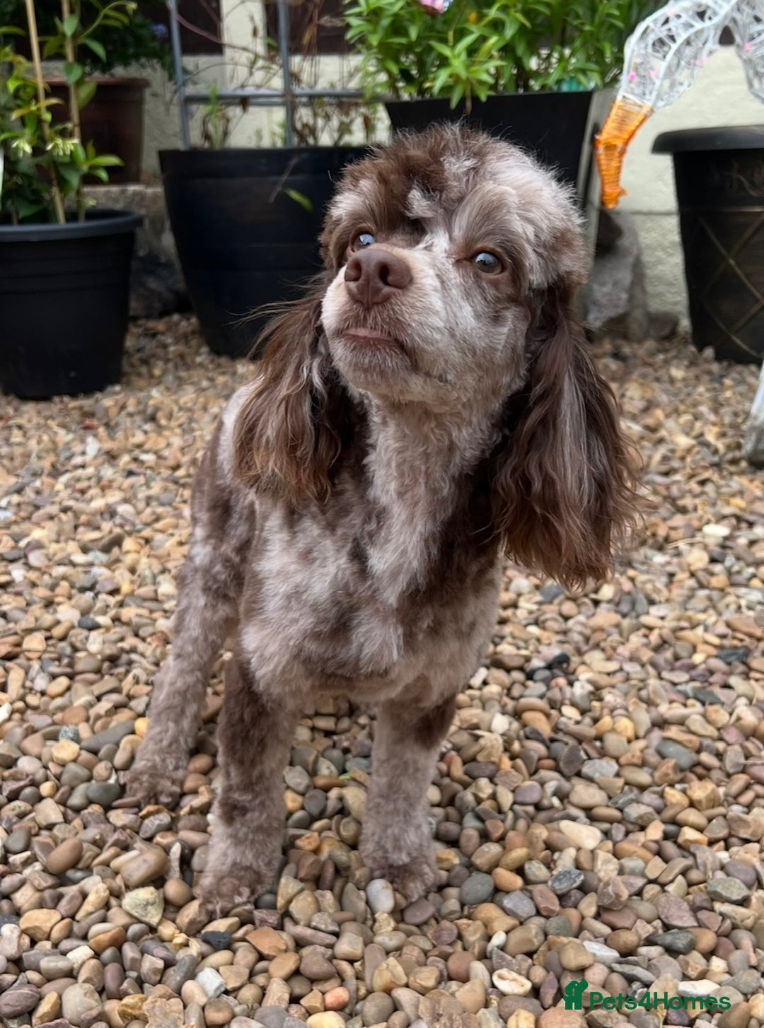 Toy Poodle dogs for stud: STUNNING Health Tested Toy Poodle for STUD - Image 22