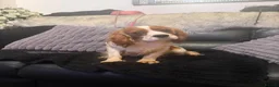 Cavalier King Charles Spaniel dogs for sale: Kc dna clear cavalier adult  - Advert 6