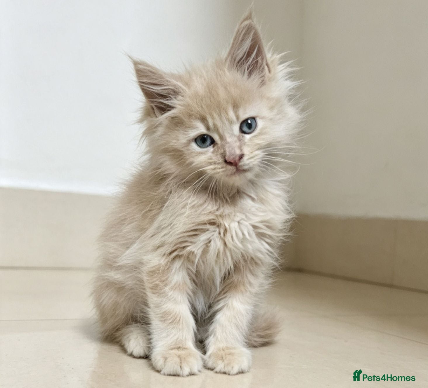 Maine Coon cats 2 purebred male mainecoons  - Advert 1