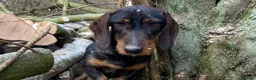 Dachshund dogs for stud: IVDD screened Health tested KC Wirehaired Teckel in Daventry - Advert 3