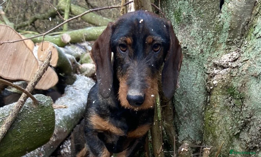 Dachshund dogs for stud: IVDD screened Health tested KC Wirehaired Teckel in Daventry - Advert 3