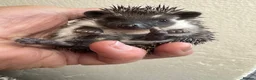 Pygmy Hedgehog rodents for sale: 8wk old APH babies various masks/ colours  - Advert 13