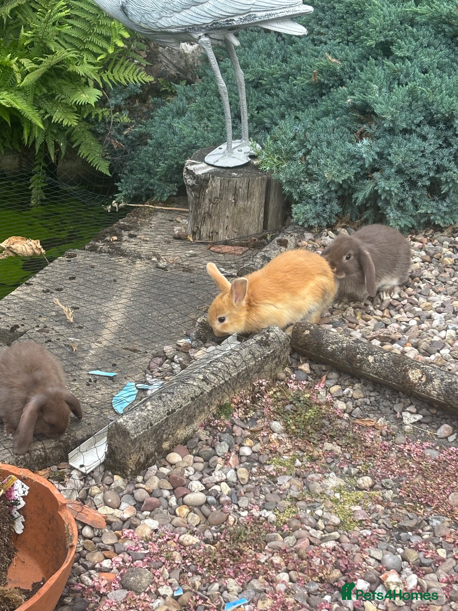 Mixed Breed rabbits netherland dwarf x mini lop - orange / black  - Advert 2