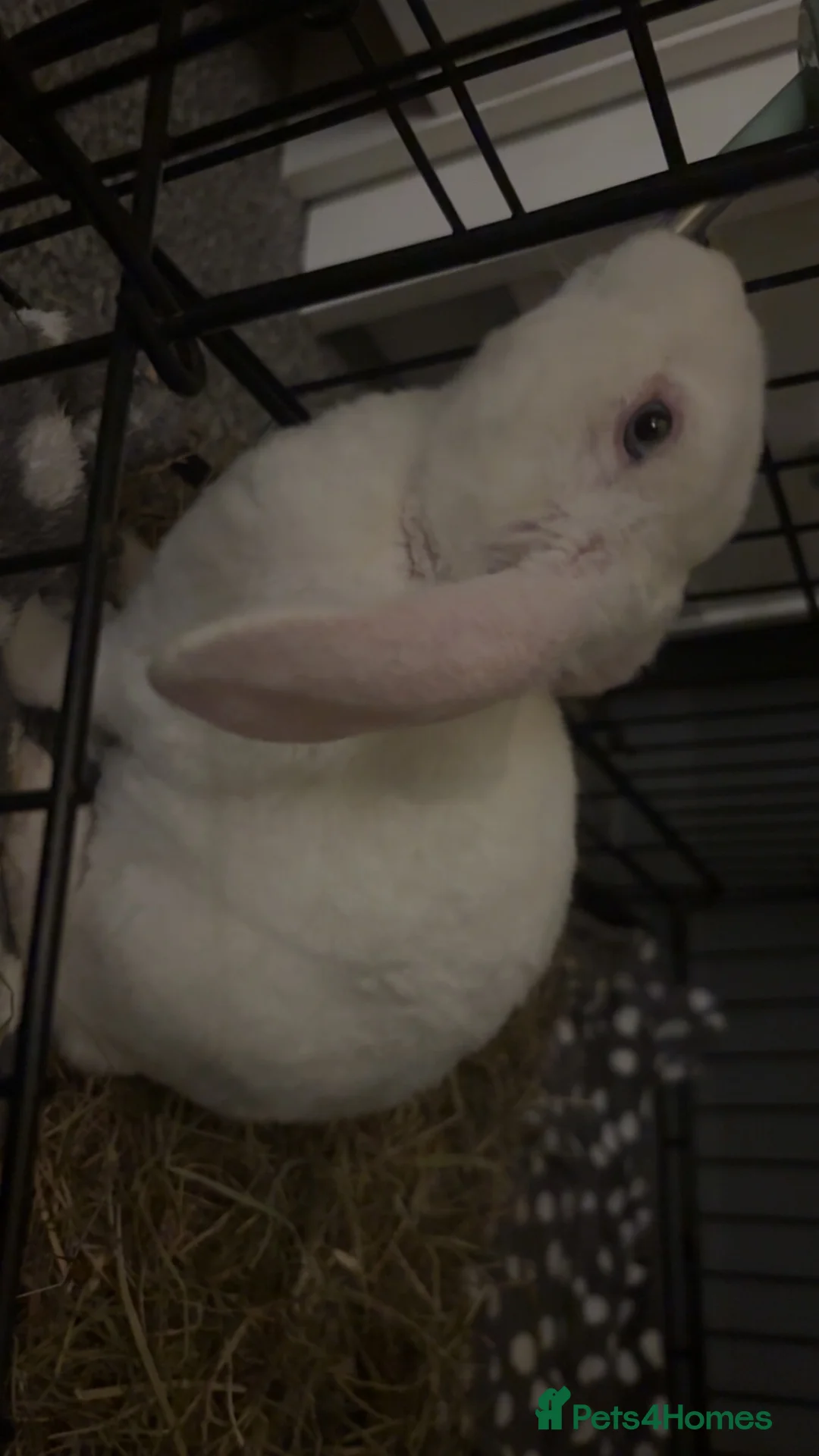 Mixed Breed rabbits for sale: rabbit in Gloucester - Advert 2