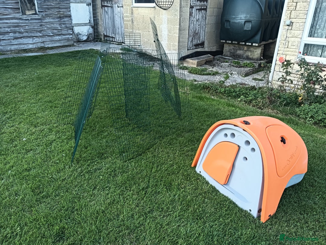 Chickens poultry for sale: Orange Omlet Chicken Coop - Image 2