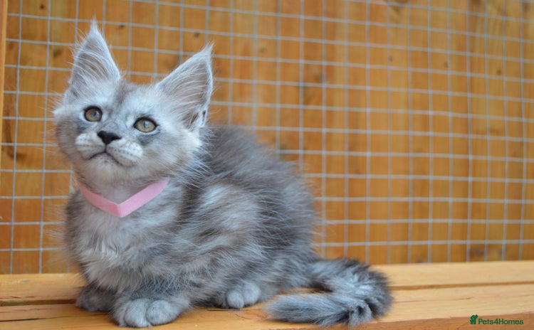 Maine Coon cats - Advert 12