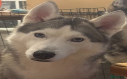 Siberian Husky dogs for sale: Blue Eyed Husky Girl - Image 9
