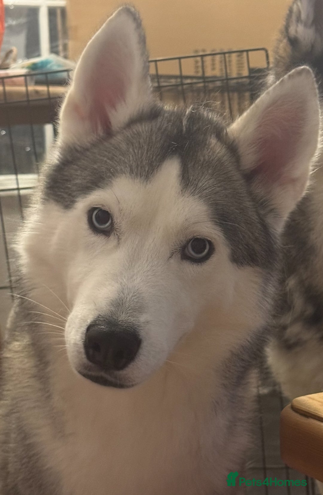 Siberian Husky dogs for sale: Blue Eyed Husky Girl - Image 9
