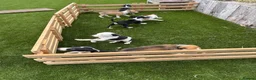 Lurcher dogs for sale: Lurcher puppies in Chesterfield - Advert 3