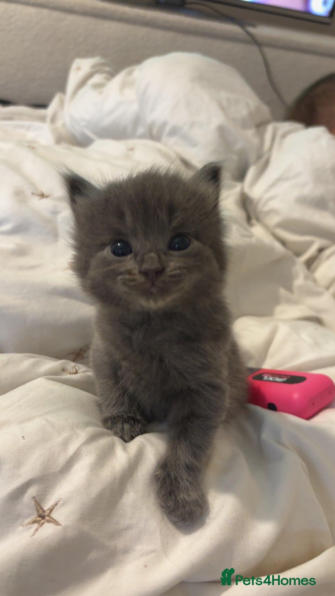 Ragdoll cats for sale: Ragdoll cross kittens for sale  - Advert 2