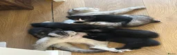 Mixed Breed cats for sale: 6 Beautiful Kittens - Advert 26