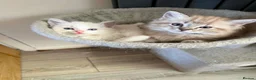 Ragdoll cats for sale: Ragdoll kittens  in Blackburn - Advert 4