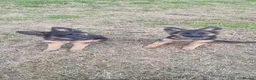 German Shepherd dogs for sale: German Shepherd pups - Advert 8