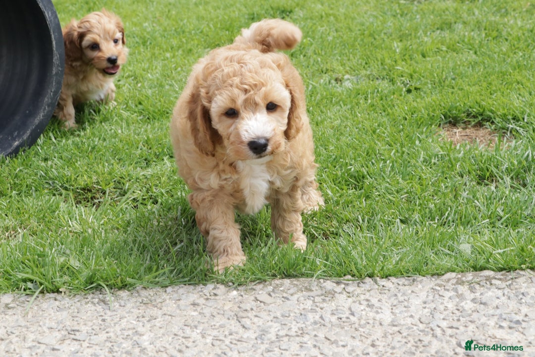 Cockapoo dogs for sale: Beautiful Cockapoo puppies for sale - Image 29