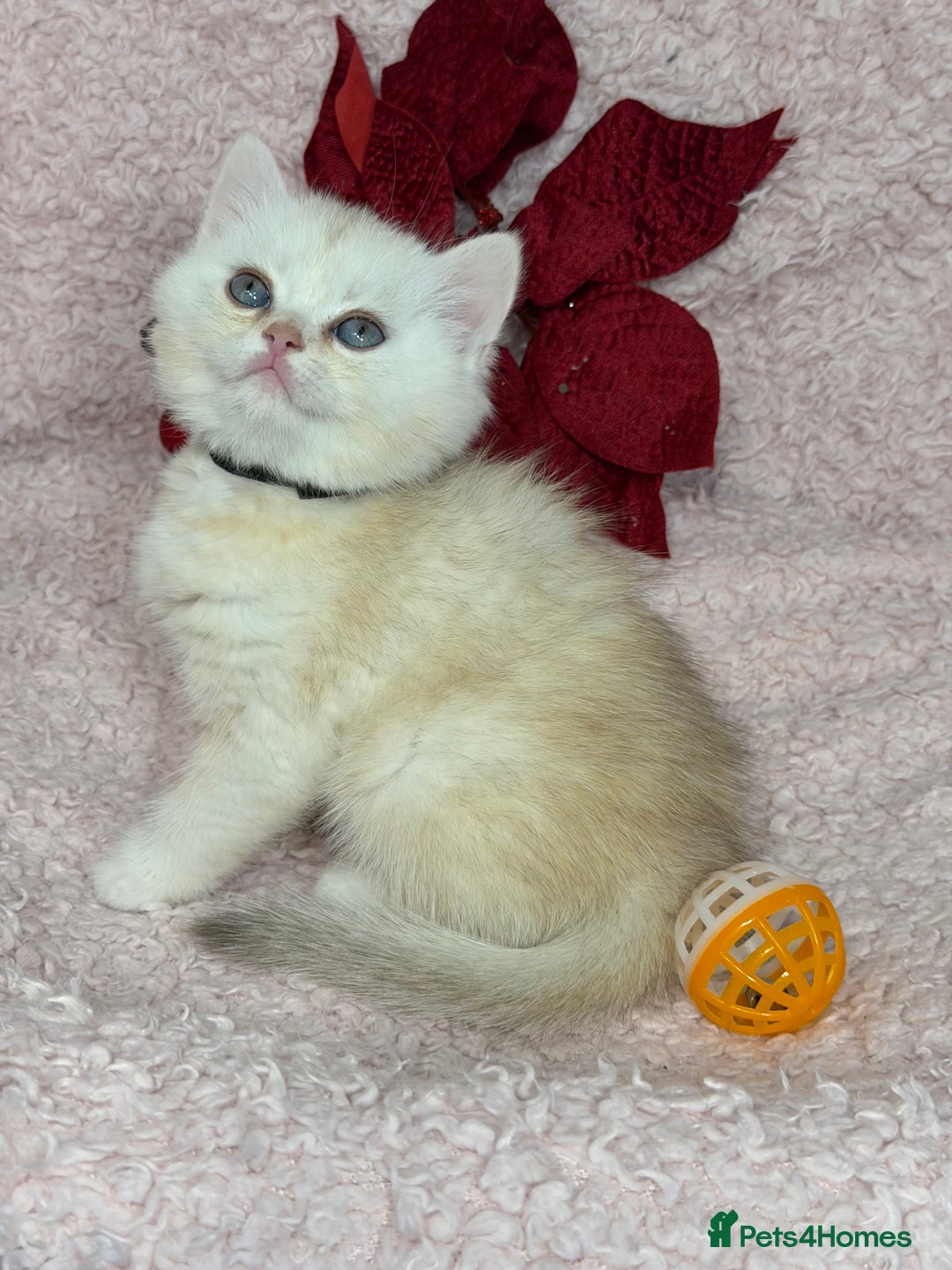 British Shorthair cats for sale: Adorable British shh golden kittens GCCF  - Advert 11