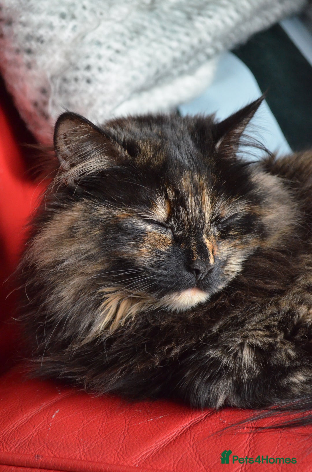 Mixed Breed cats for sale: Three year old Tortoiseshell female - Image 5