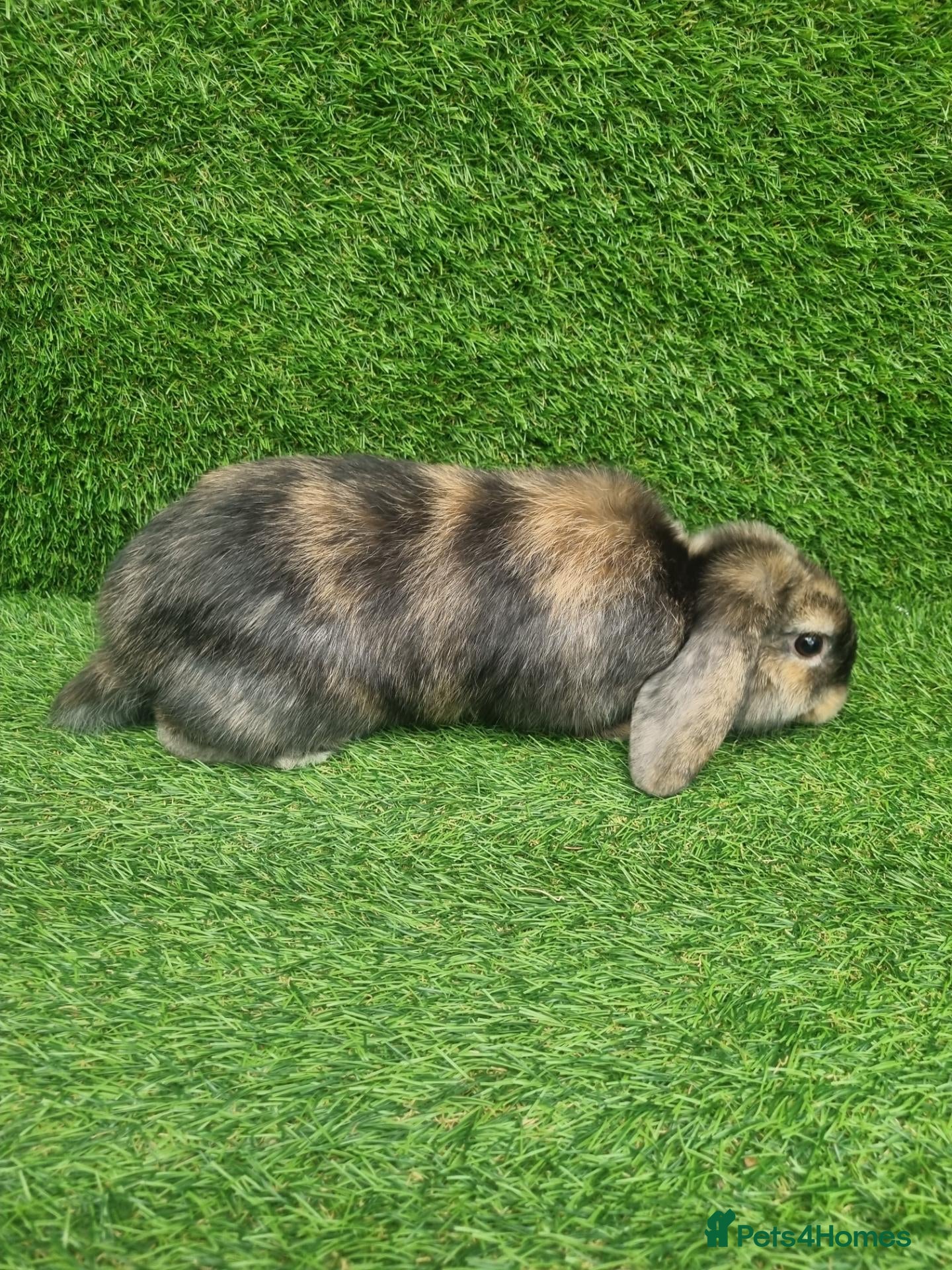 Mini Lop rabbits Purebred mini lop - Advert 1
