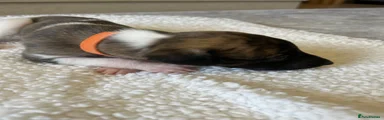 Whippet Puppy 1