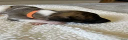 Whippet dogs for sale: One stunning pedigree whippet boy left  - Advert 20