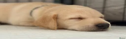 Labrador Retriever dogs for sale: Kennel Club Registered Labrador Puppies 🐾 - Advert 5