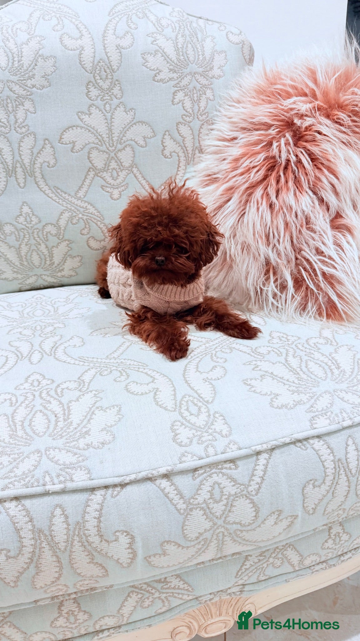 Toy Poodle dogs Asian toy poodle Stud - Advert 3