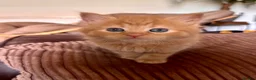 Mixed Breed cats for sale: Ginger and mix colour kittens for sale 🥰 - Advert 8