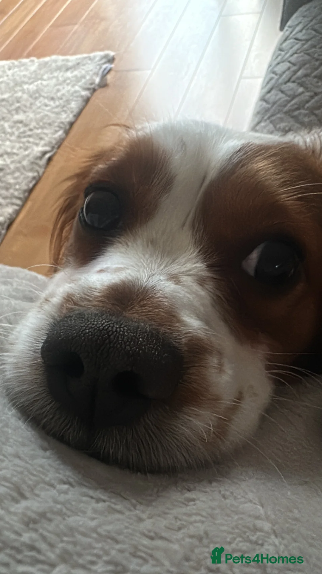 Cavachon dogs for sale: 14 month old Cavachon - Advert 3