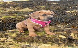 Cane Corso dogs for sale: Cane corso x Boerboel🩷 - Image 7