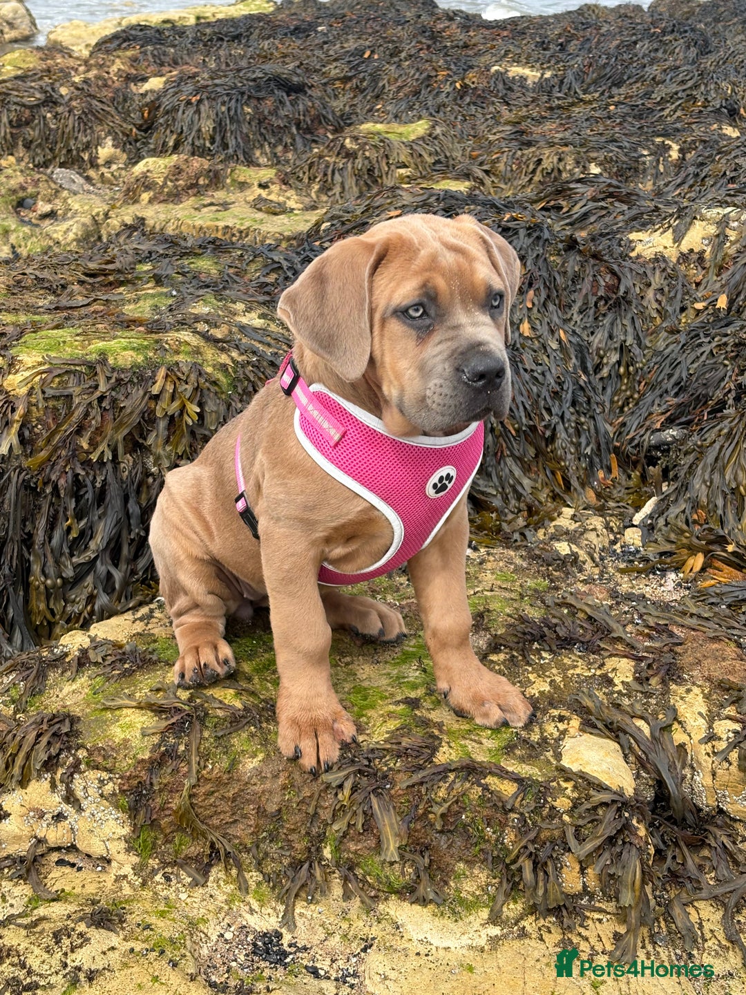 Cane Corso dogs for sale: Cane corso x Boerboel🩷 - Image 7