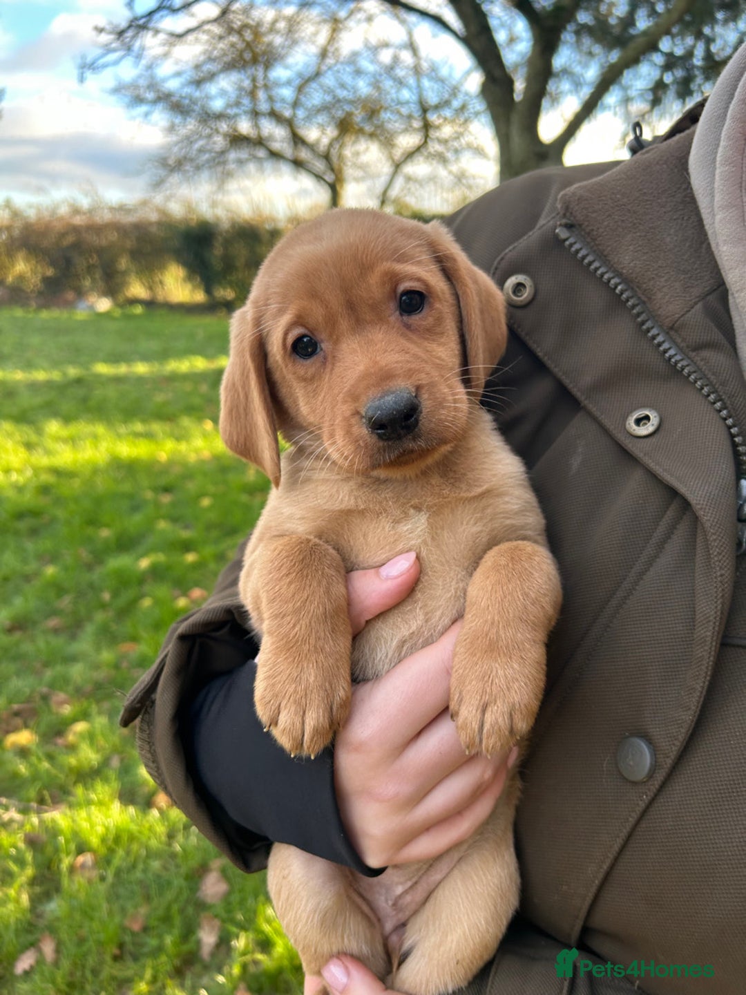 Labrador Retriever dogs for sale: Fox Red Labradors for sale - Advert 6