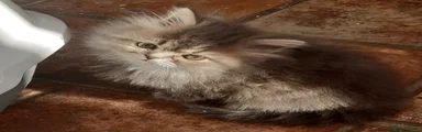 Persian Kitten 3