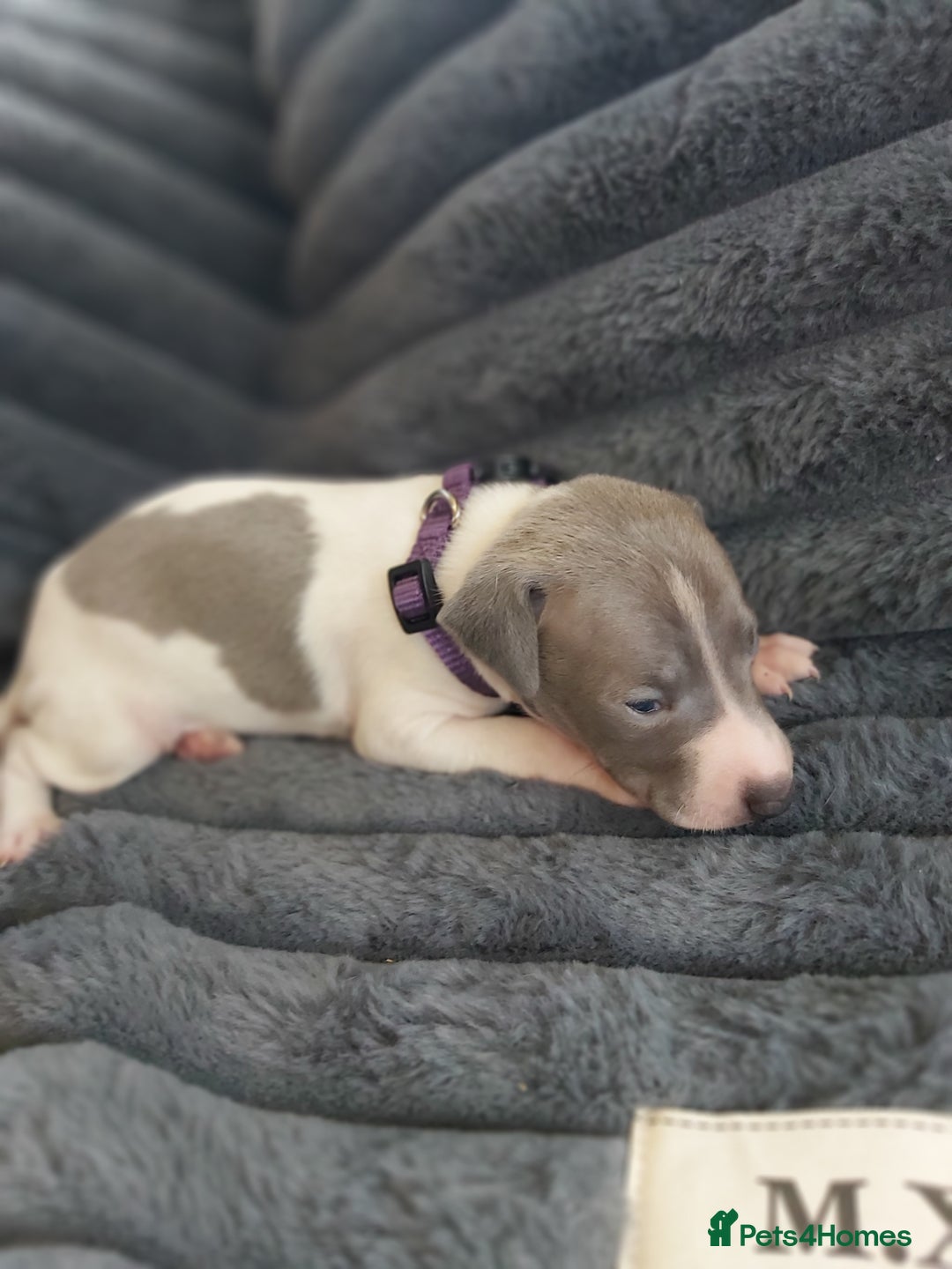 Italian Greyhound dogs for sale: READY TO GO IN 5 DAYS  - Advert 36
