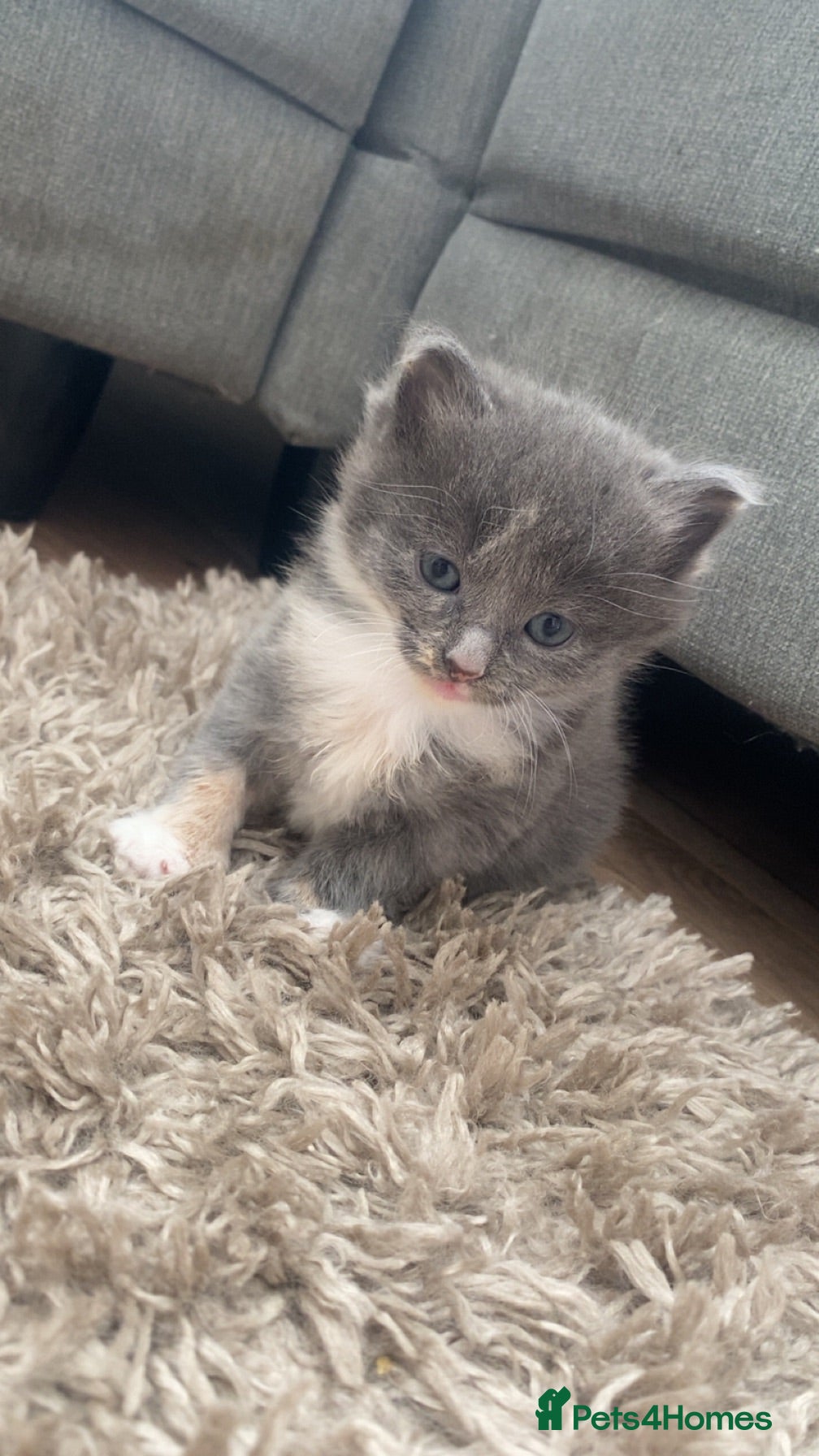 Mixed Breed cats Kitten for sale  - Advert 1