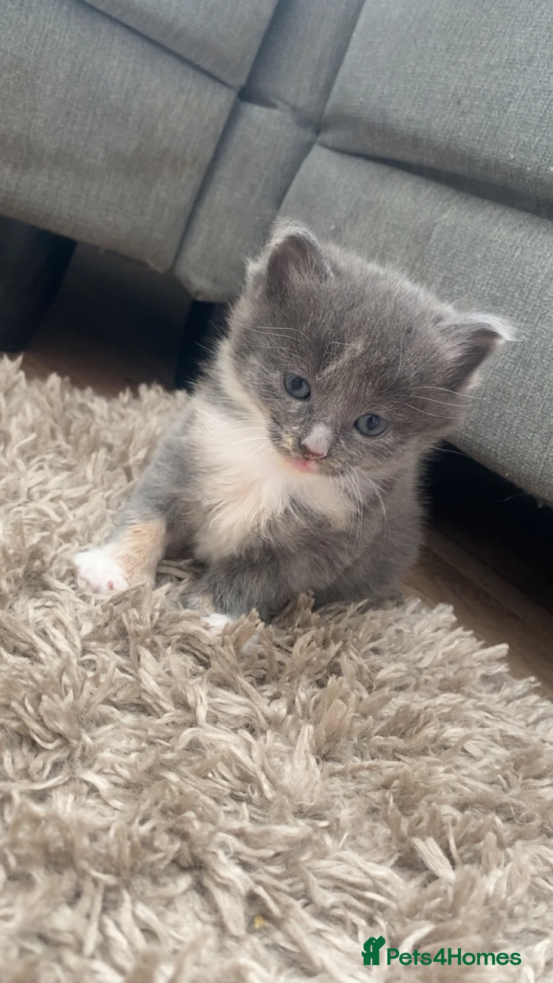 Mixed Breed cats for sale: Kitten for sale  - Advert 1