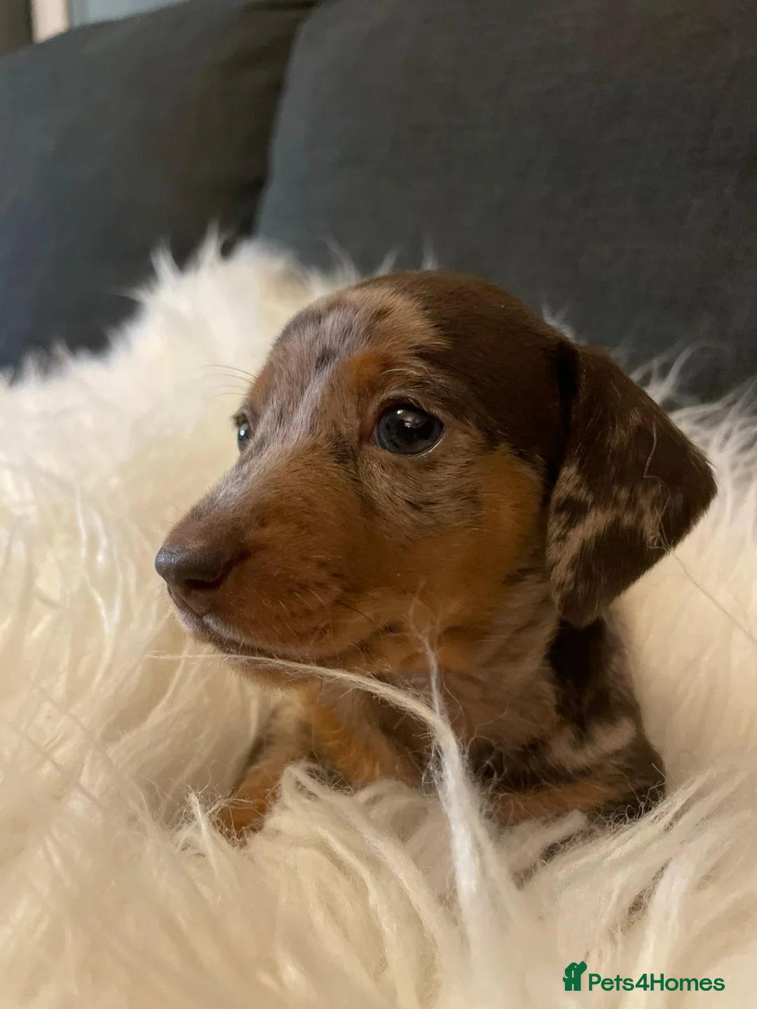 Miniature Dachshund dogs for sale: 🐾❤️ KC Reg Smooth Haired Miniature Dachschund  - Advert 1