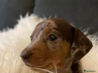 Miniature Dachshund dogs 🐾❤️ KC Reg Smooth Haired Miniature Dachschund - Advert 1