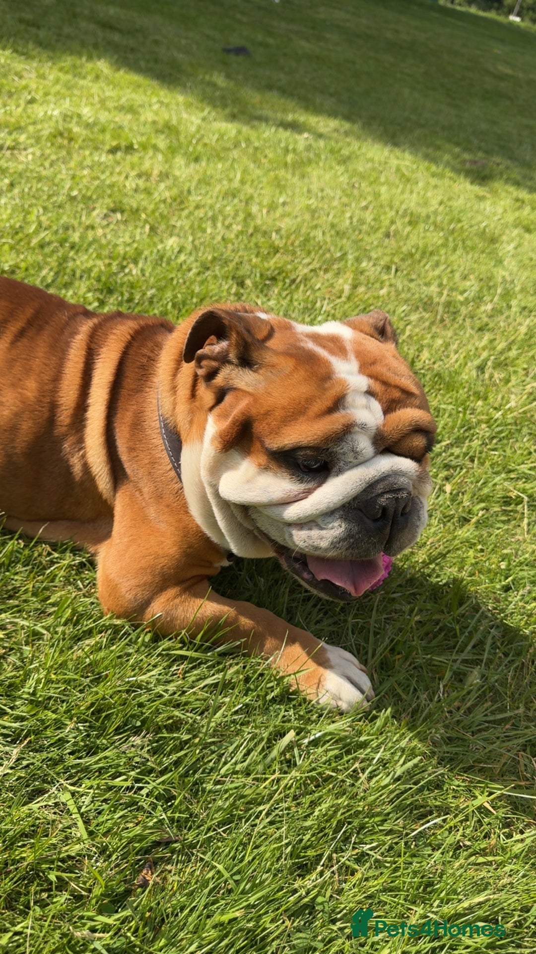 English Bulldog dogs for sale: Rehome of our lovely Rosie  - Image 3