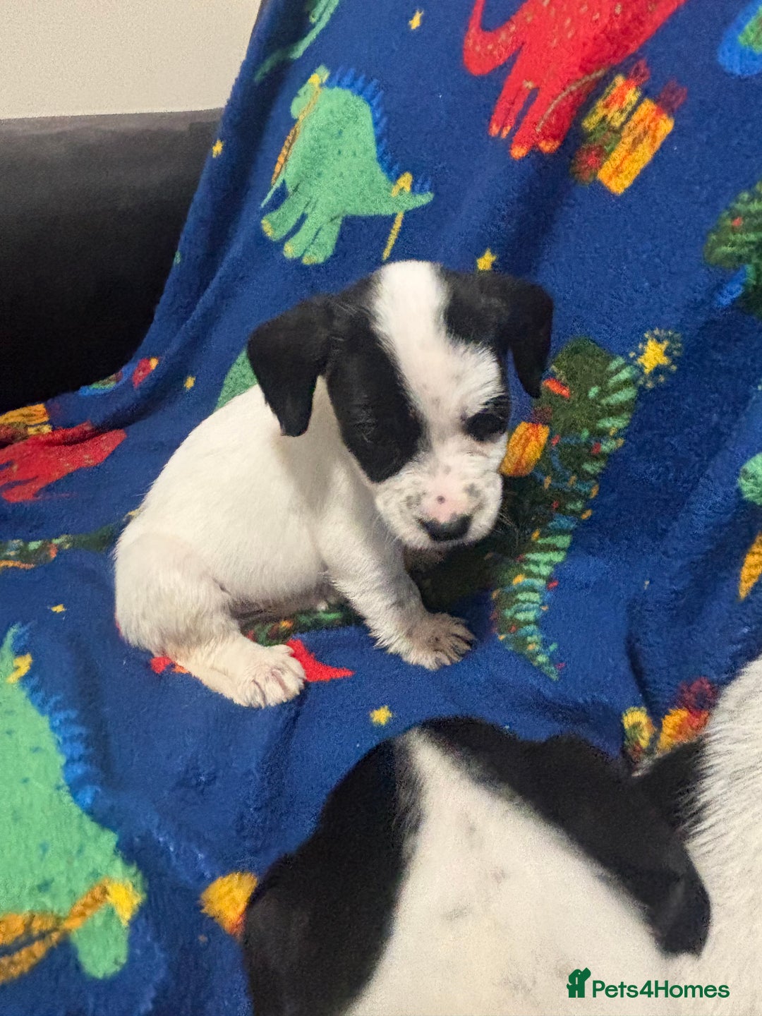 Mixed Breed dogs for sale: Cocker spaniel cross jack russel  - Advert 6