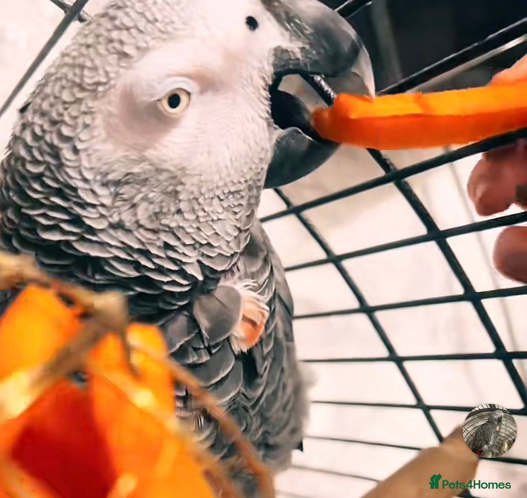 Parrots birds for sale: Parrot Tame & Talking 6 Yrs Old  - Image 7