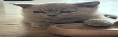 British Shorthair 4