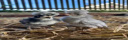Chickens poultry for sale: Polish grower and USA silkie chicks  in Coleraine - Advert 5