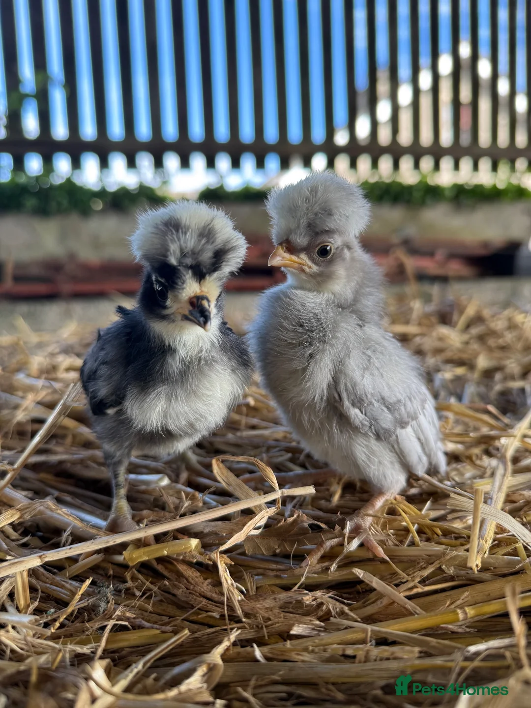 Chickens poultry for sale: Polish grower and USA silkie chicks  in Coleraine - Advert 5