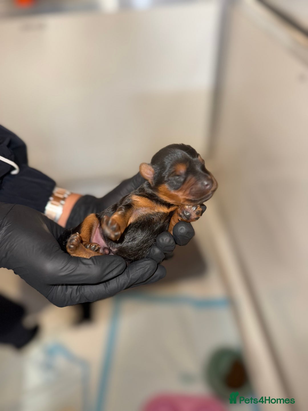 Yorkiepoo dogs for sale: Adorable yorkiepoo puppies ❤️ - Image 10