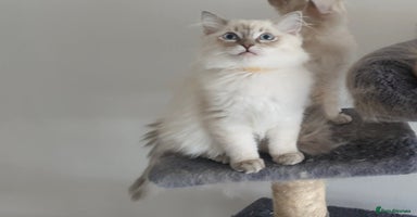 Ragdoll cats - Advert 3