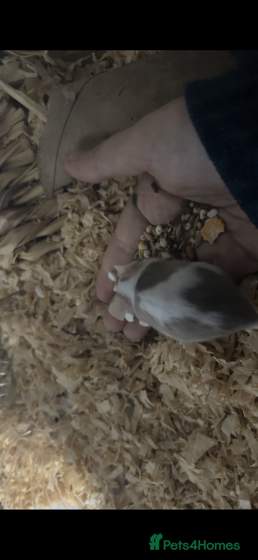 Mouse rodents 3 female mice - Advert 2
