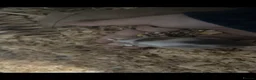 Mouse rodents for sale: 3 female mice - Advert 2